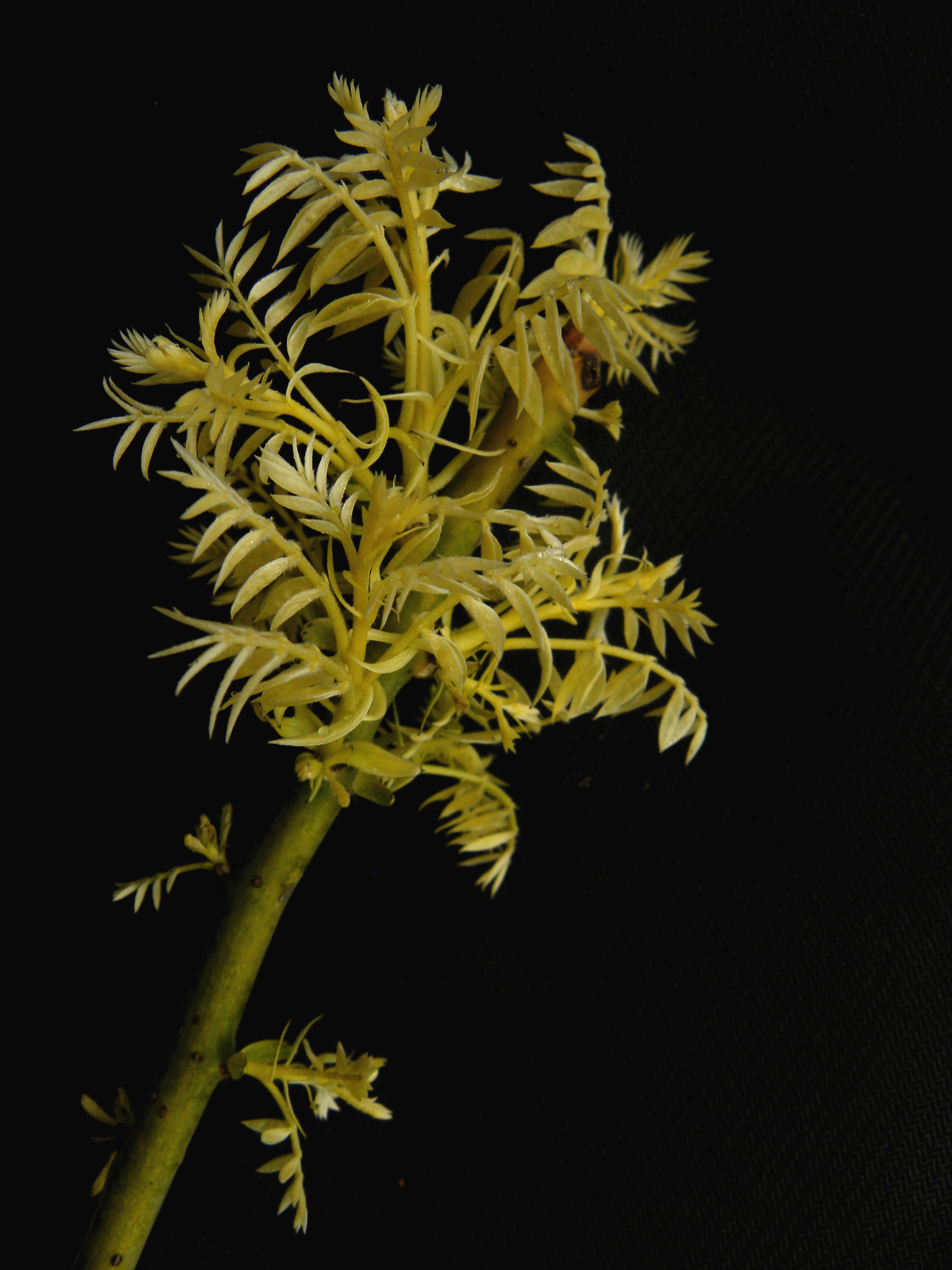 DSCN1341_.jpg