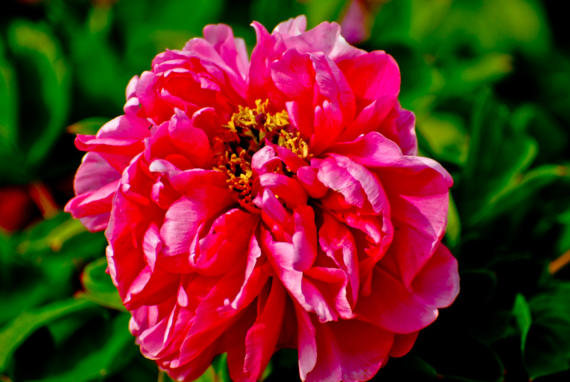 DSC_0507.jpg