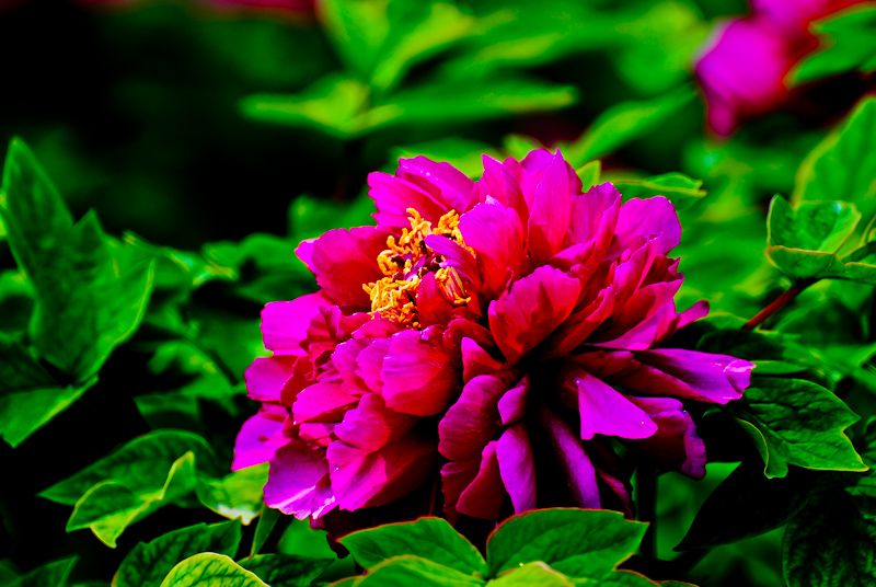 DSC_0410.jpg