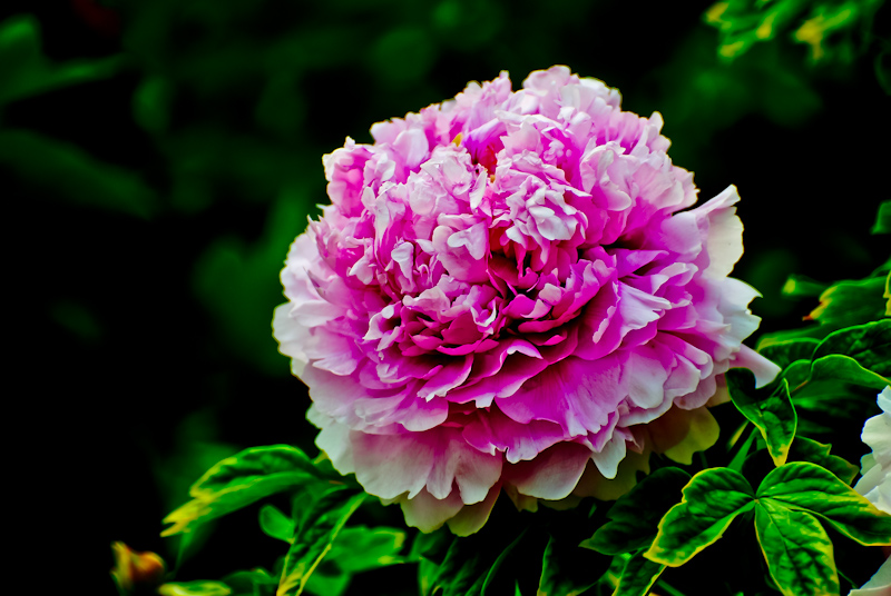 DSC_0415.jpg
