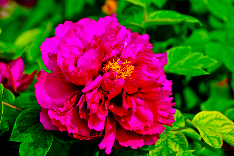 DSC_0459.jpg