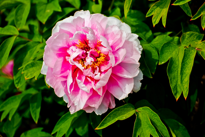 DSC_0480.jpg
