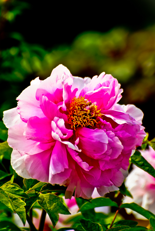 DSC_0492.jpg
