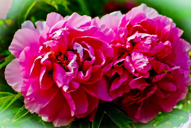 DSC_0487.jpg