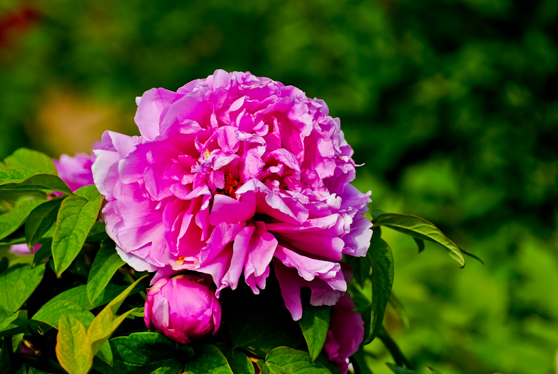 DSC_0495.jpg