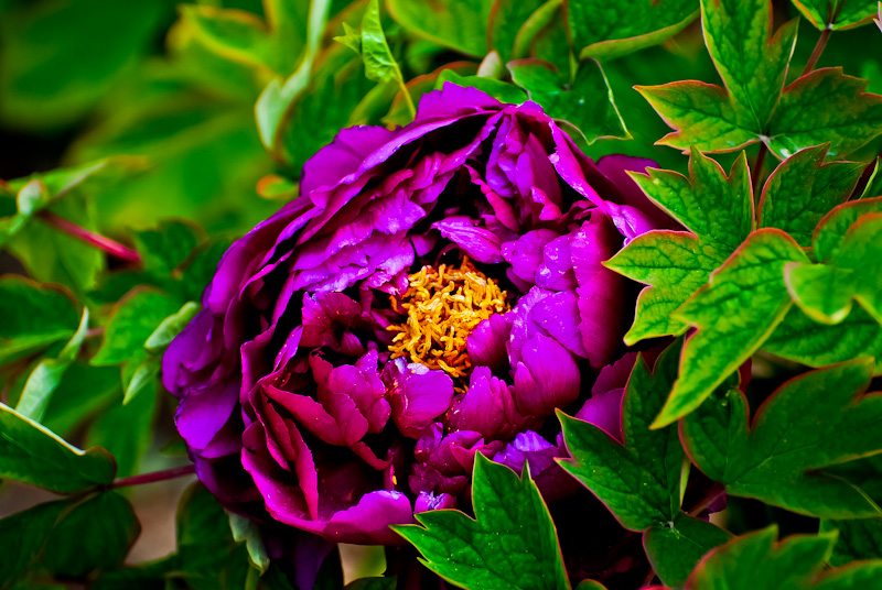 DSC_0523.jpg