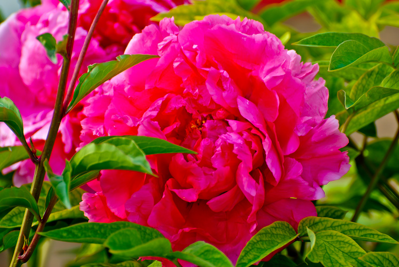 DSC_0659.jpg