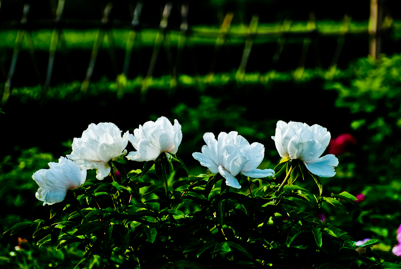 DSC_0696.jpg
