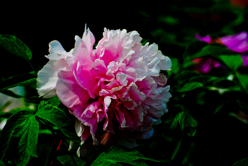 DSC_0440.jpg