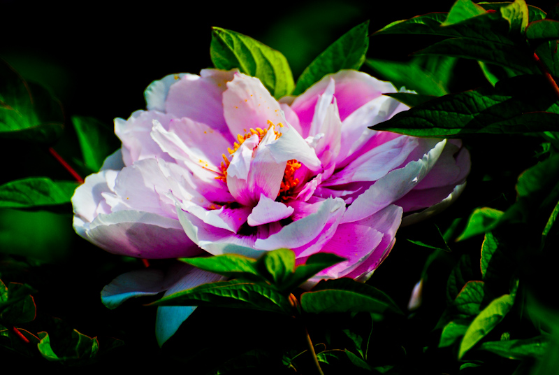 DSC_0465.jpg