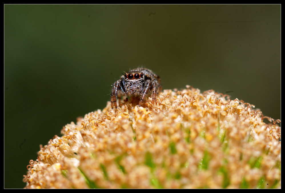 DSC_2291___.jpg