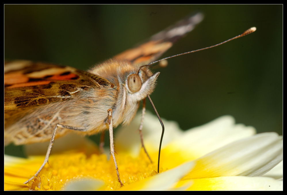 DSC_2463___.jpg