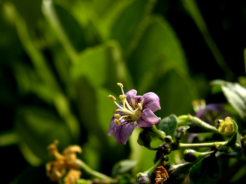 DSCN7824_.jpg