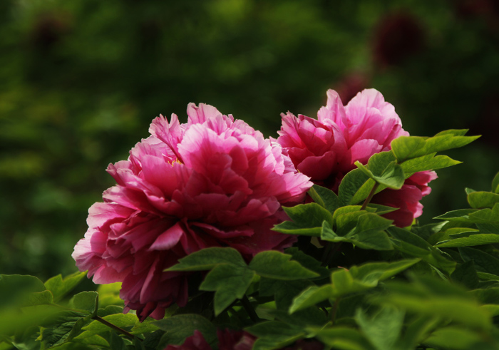 _MG_7466-11111111.jpg