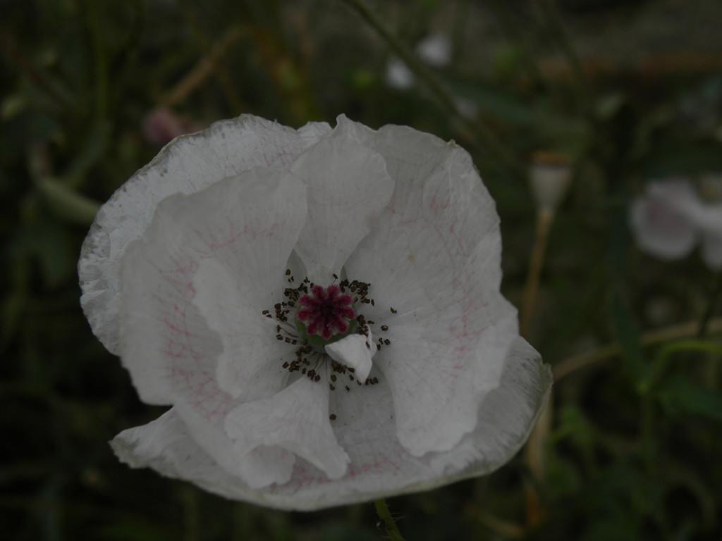 DSCN7512_.jpg