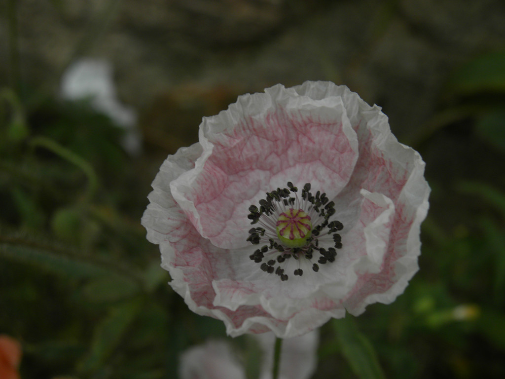 DSCN7513_.jpg