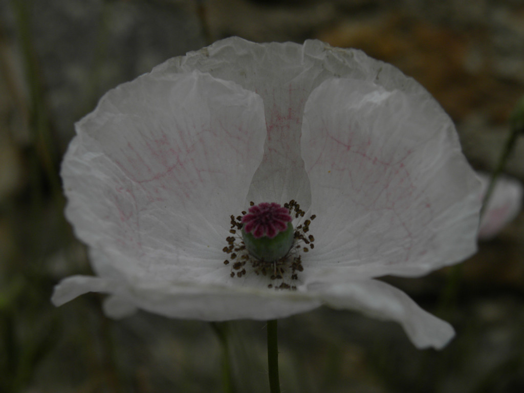 DSCN7514_.jpg