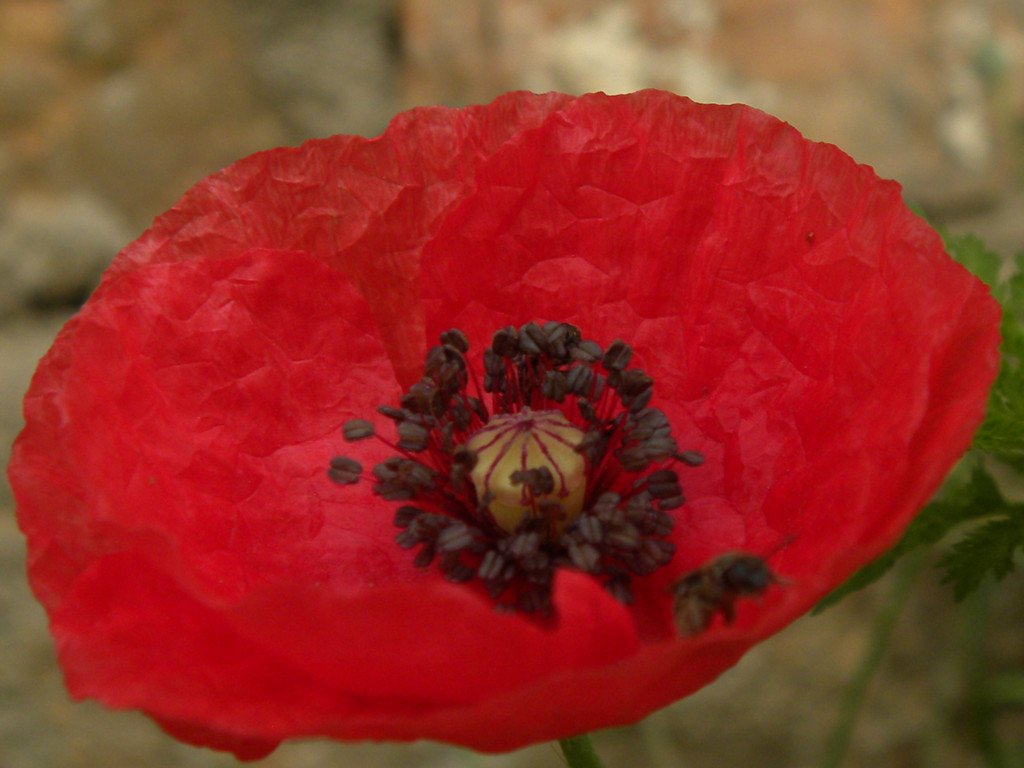 DSCN7515_.jpg