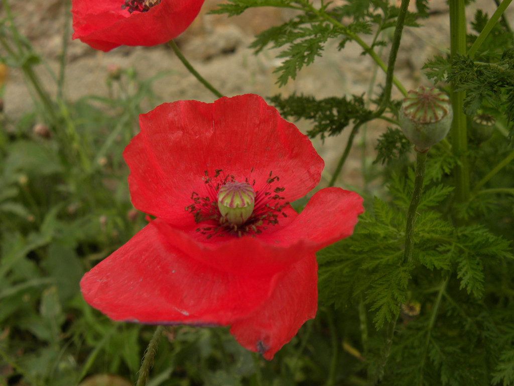 DSCN7516_.jpg
