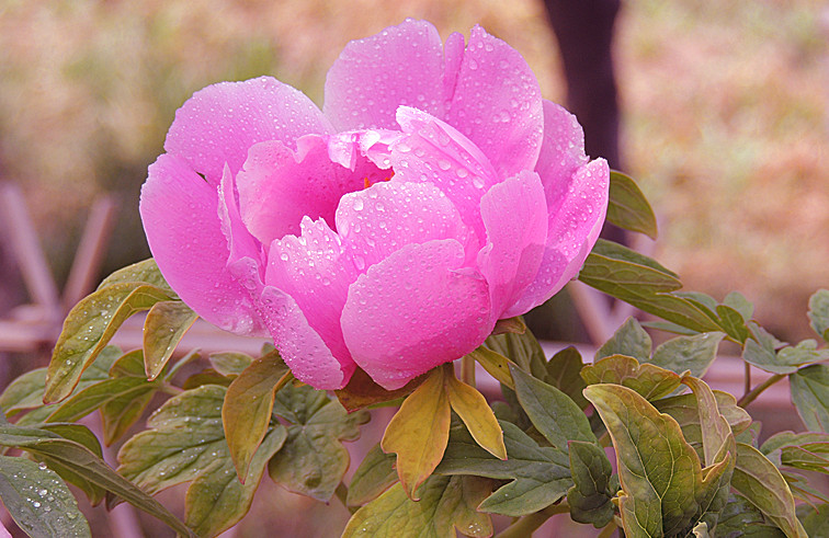 DSCN4801_.jpg