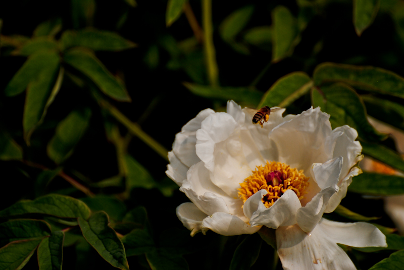 DSC_0618.jpg