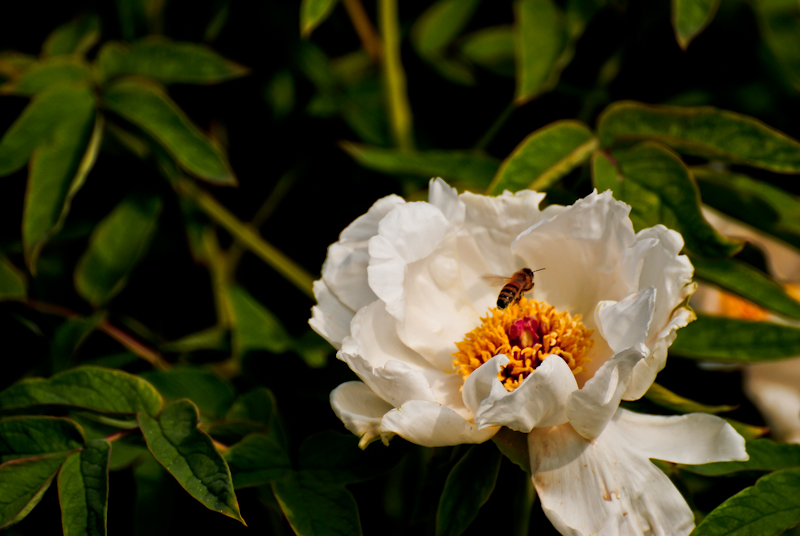 DSC_0620.jpg