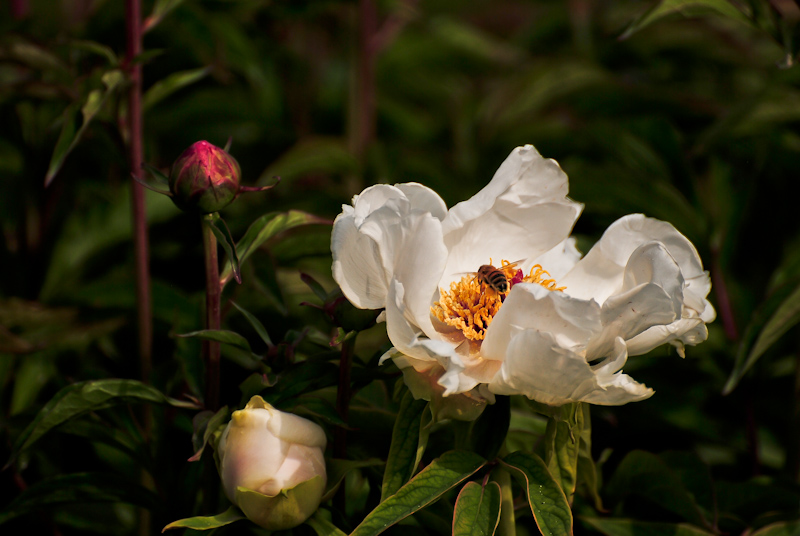 DSC_0624.jpg