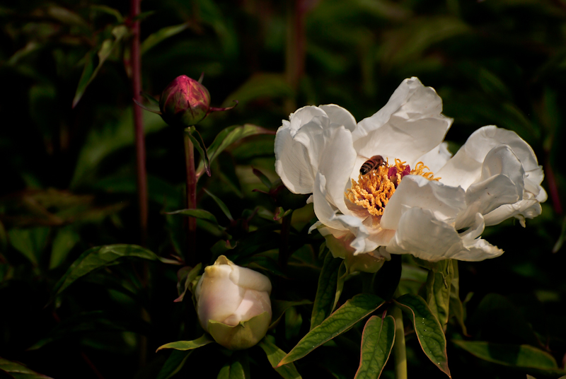 DSC_0625.jpg