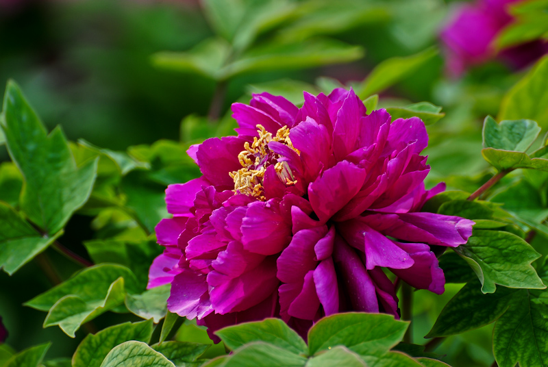 DSC_0411.jpg