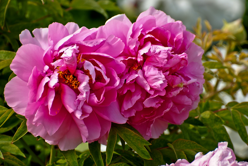 DSC_0484.jpg
