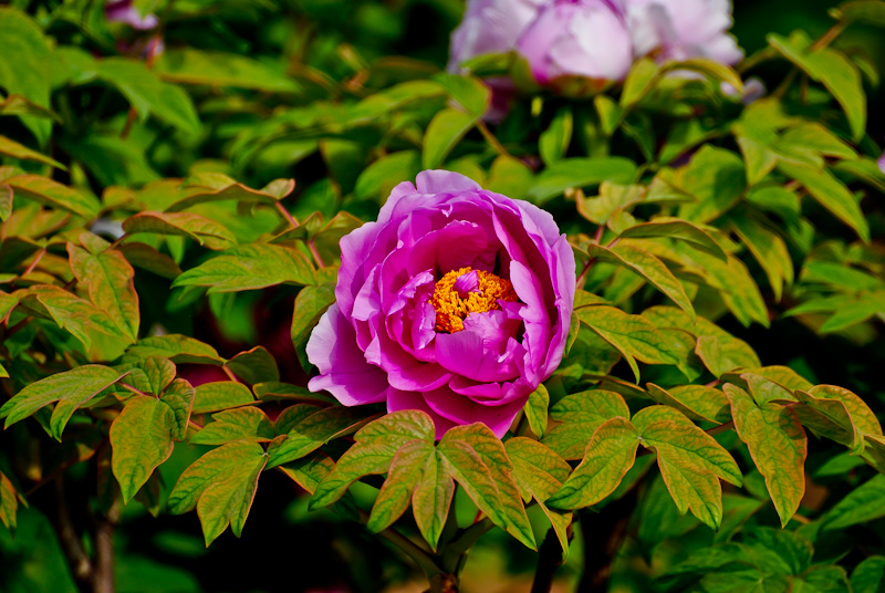 DSC_0505.jpg
