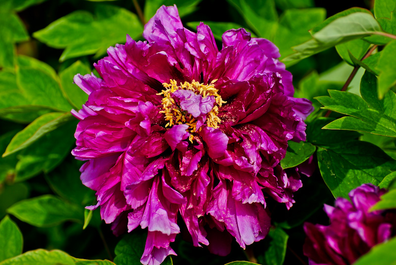 DSC_0517.jpg