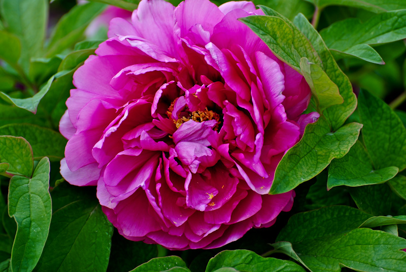 DSC_0526.jpg
