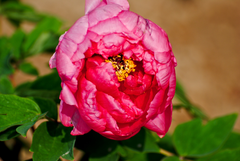 DSC_0538.jpg