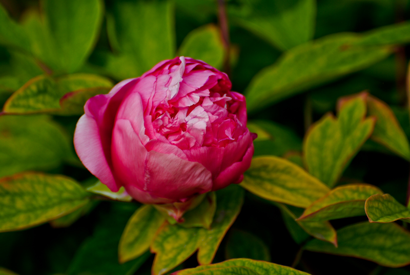 DSC_0543.jpg