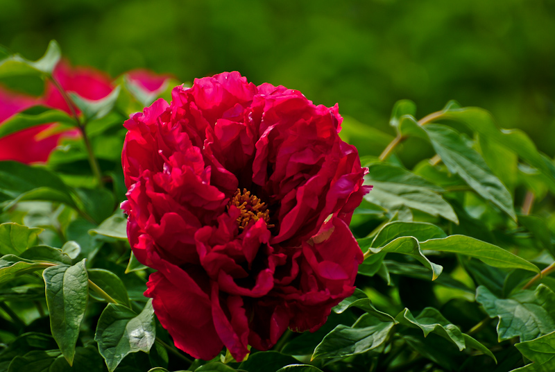 DSC_0571.jpg