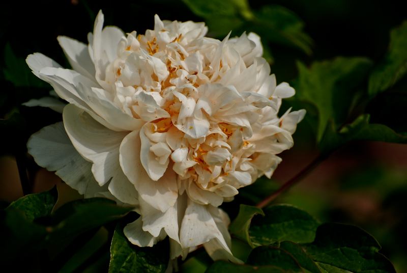DSC_0576.jpg