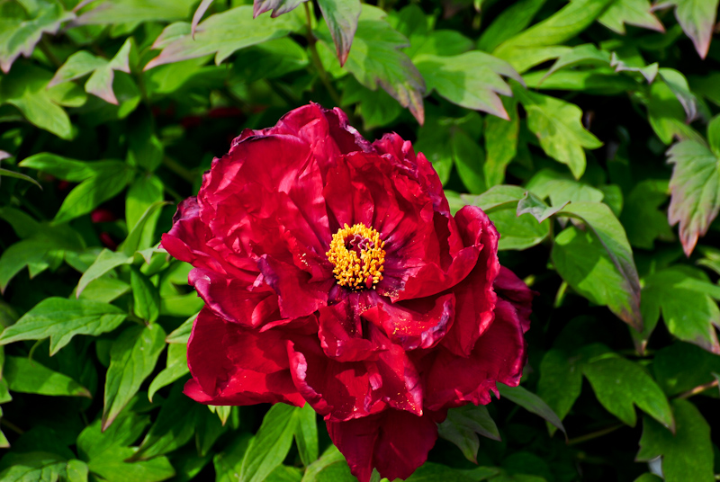 DSC_0577.jpg