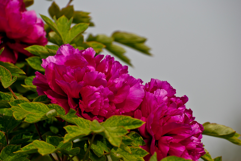 DSC_0602.jpg