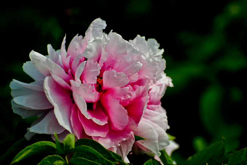 DSC_0640.jpg
