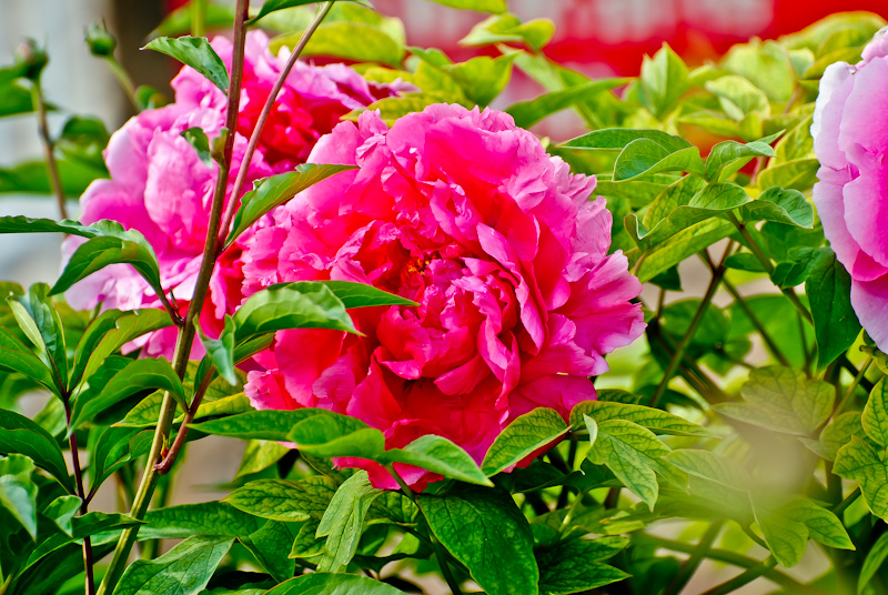 DSC_0660.jpg