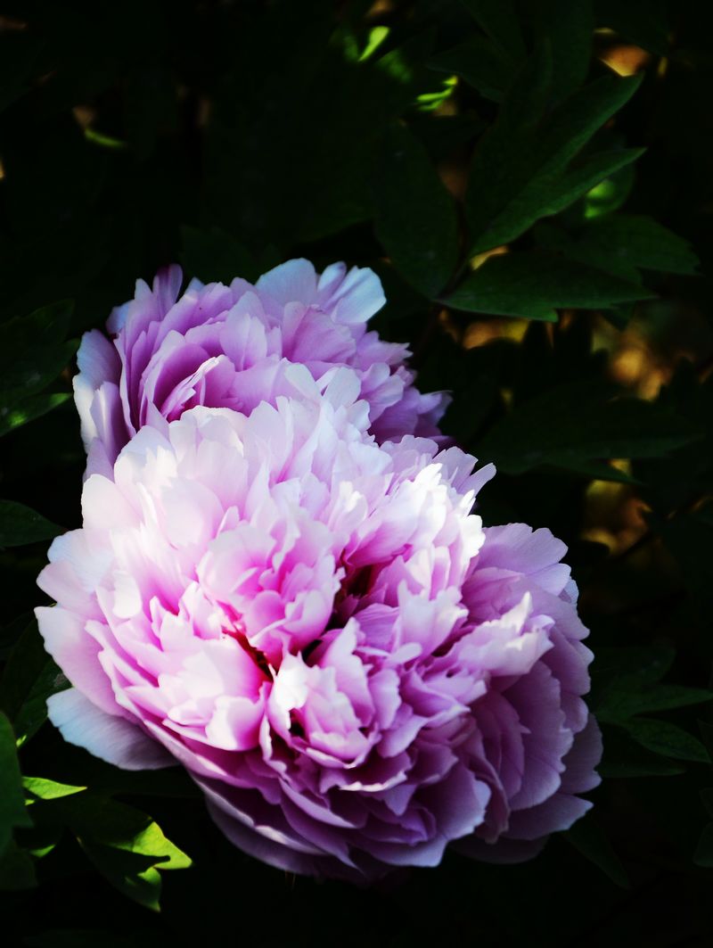 DSC_8899.jpg--02.jpg