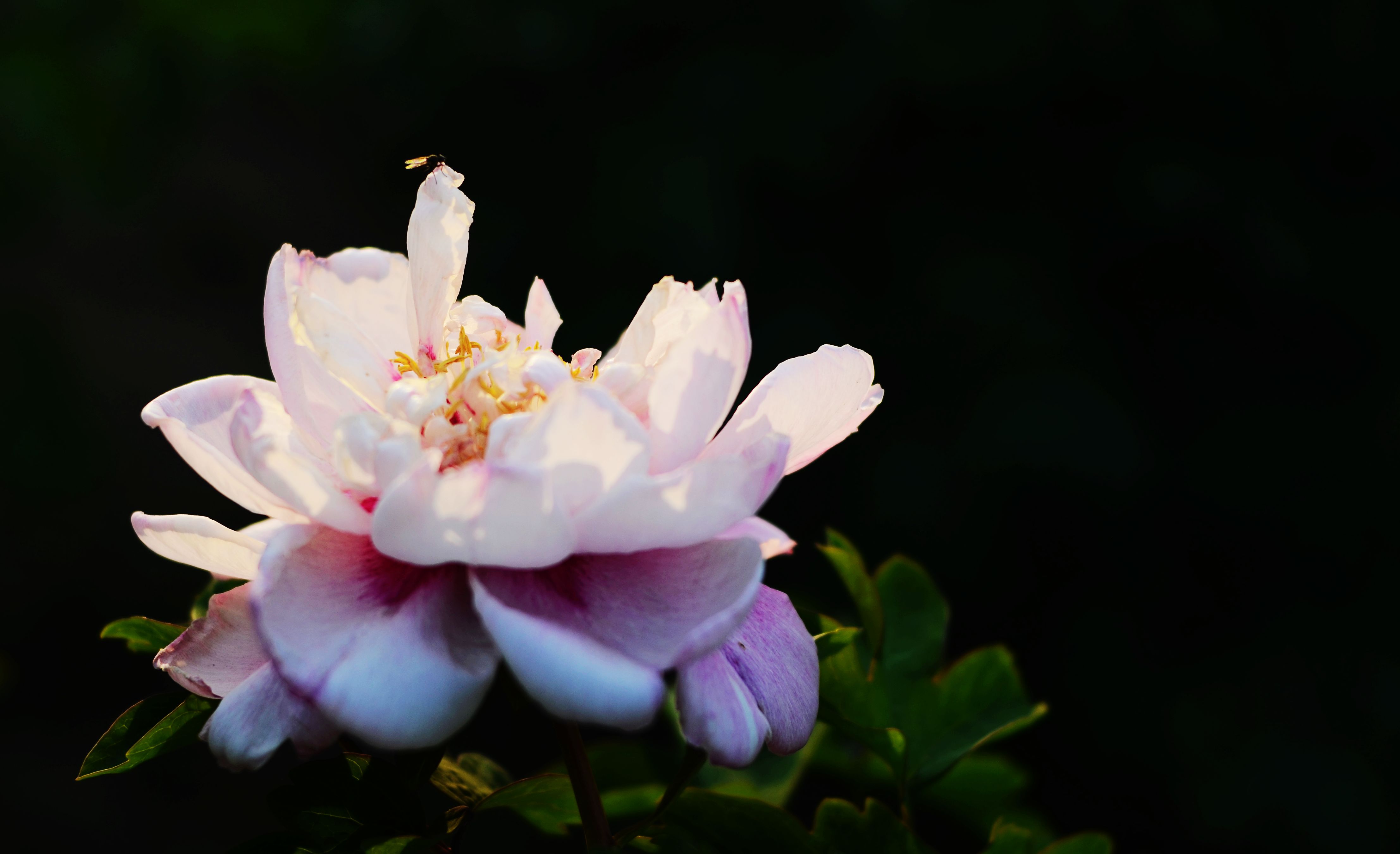 DSC_8984.jpg--05.jpg