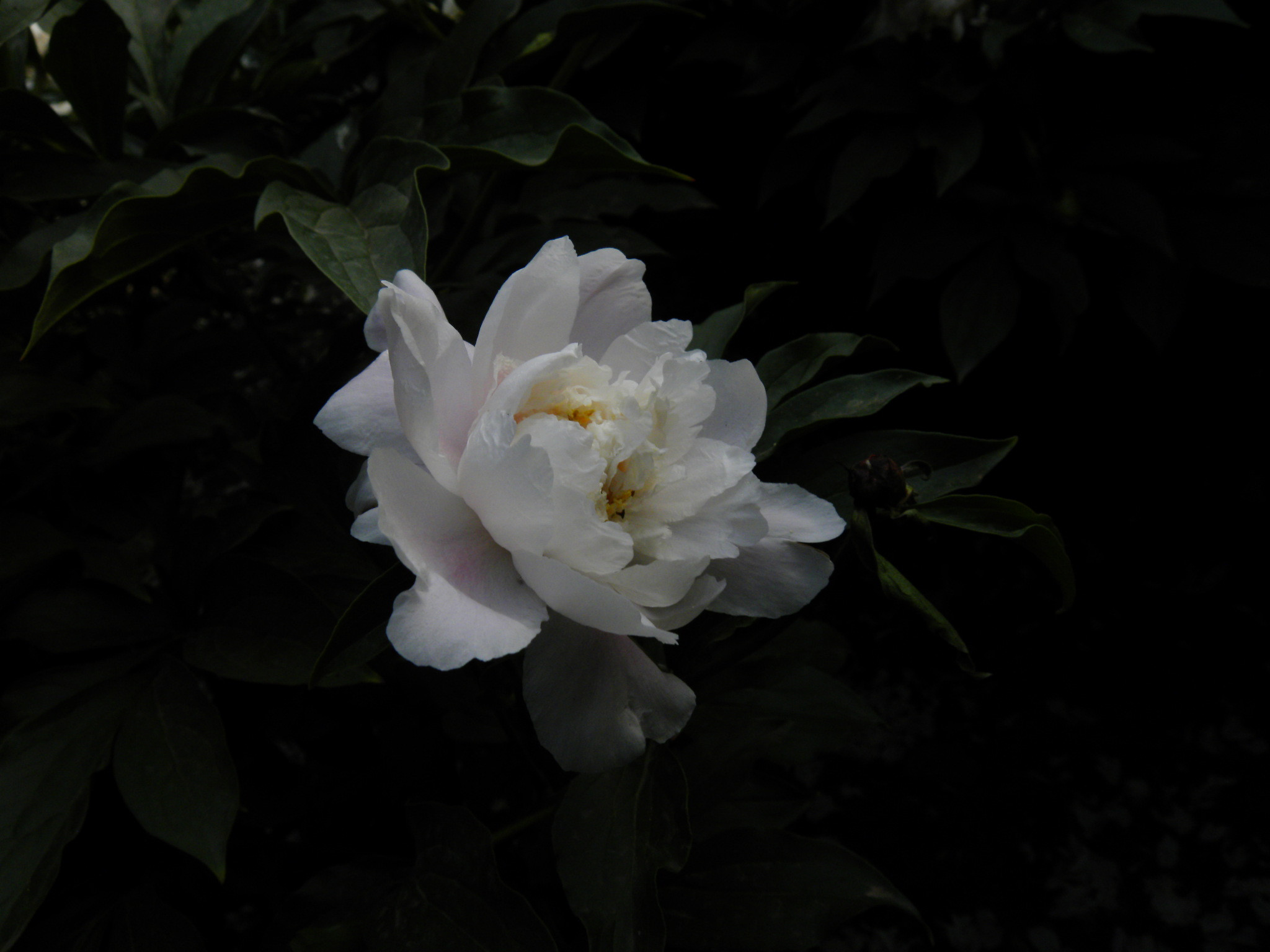 dscn1472_.jpg