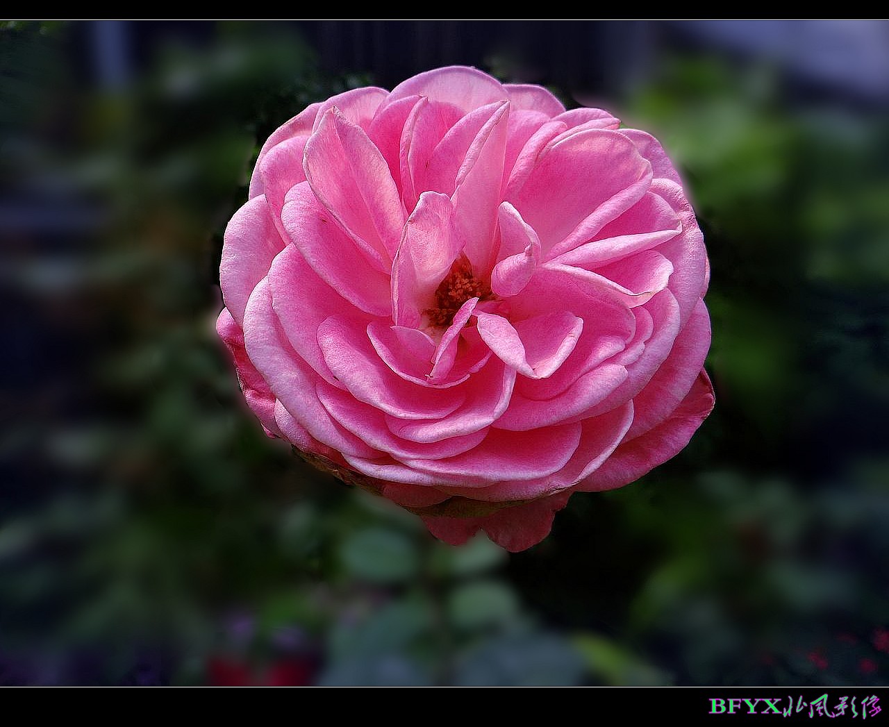 DSC04198_conew1.jpg