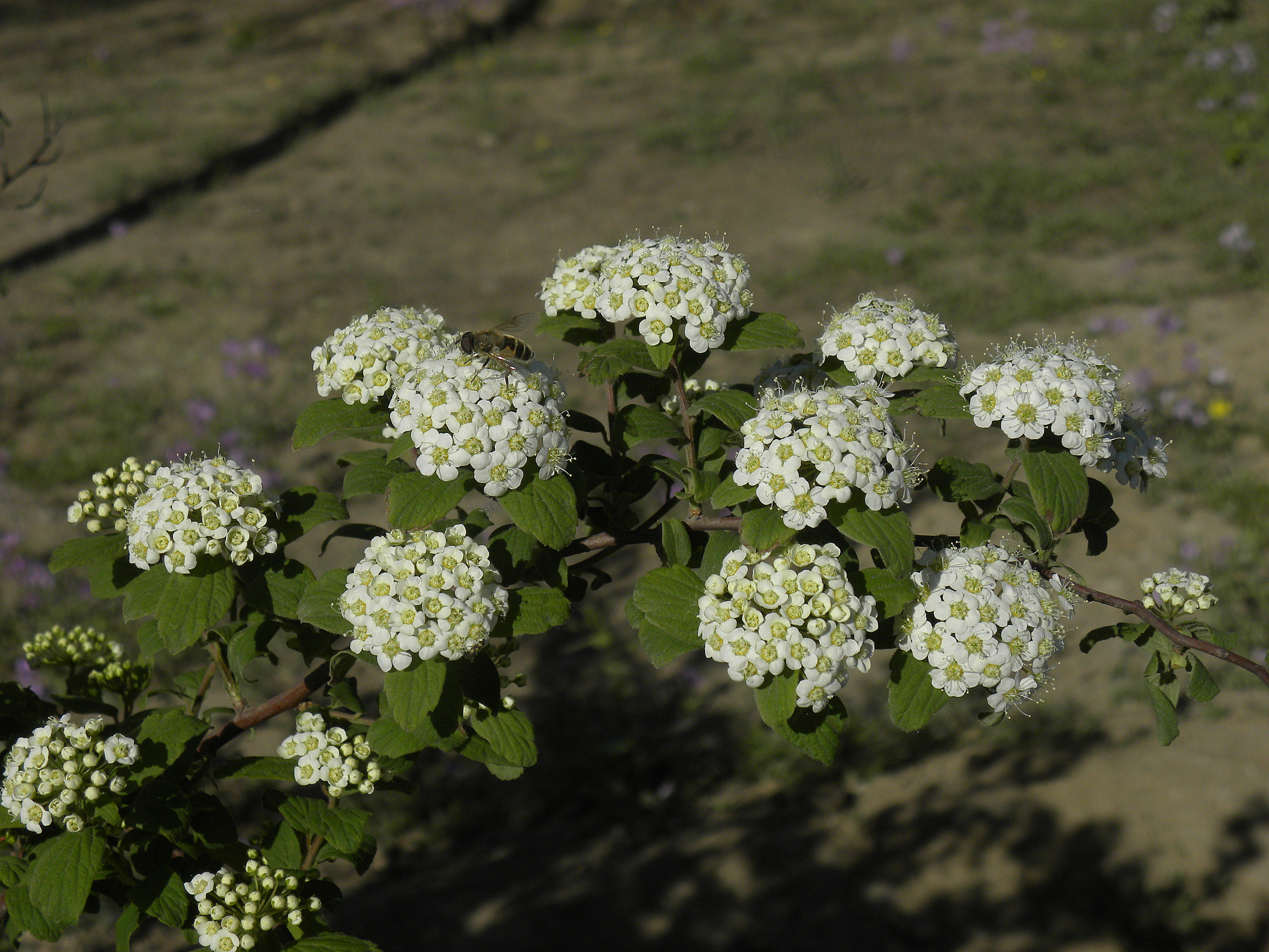 DSCN2876_.jpg