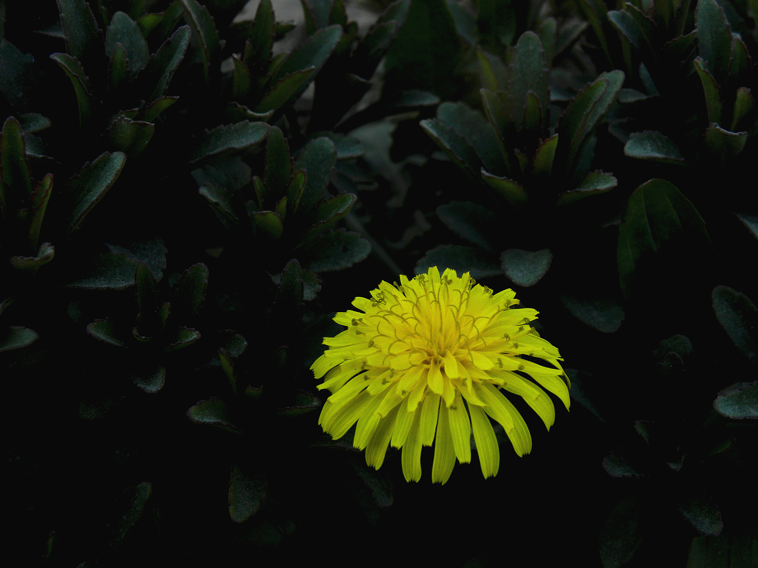 DSCN2887_.jpg