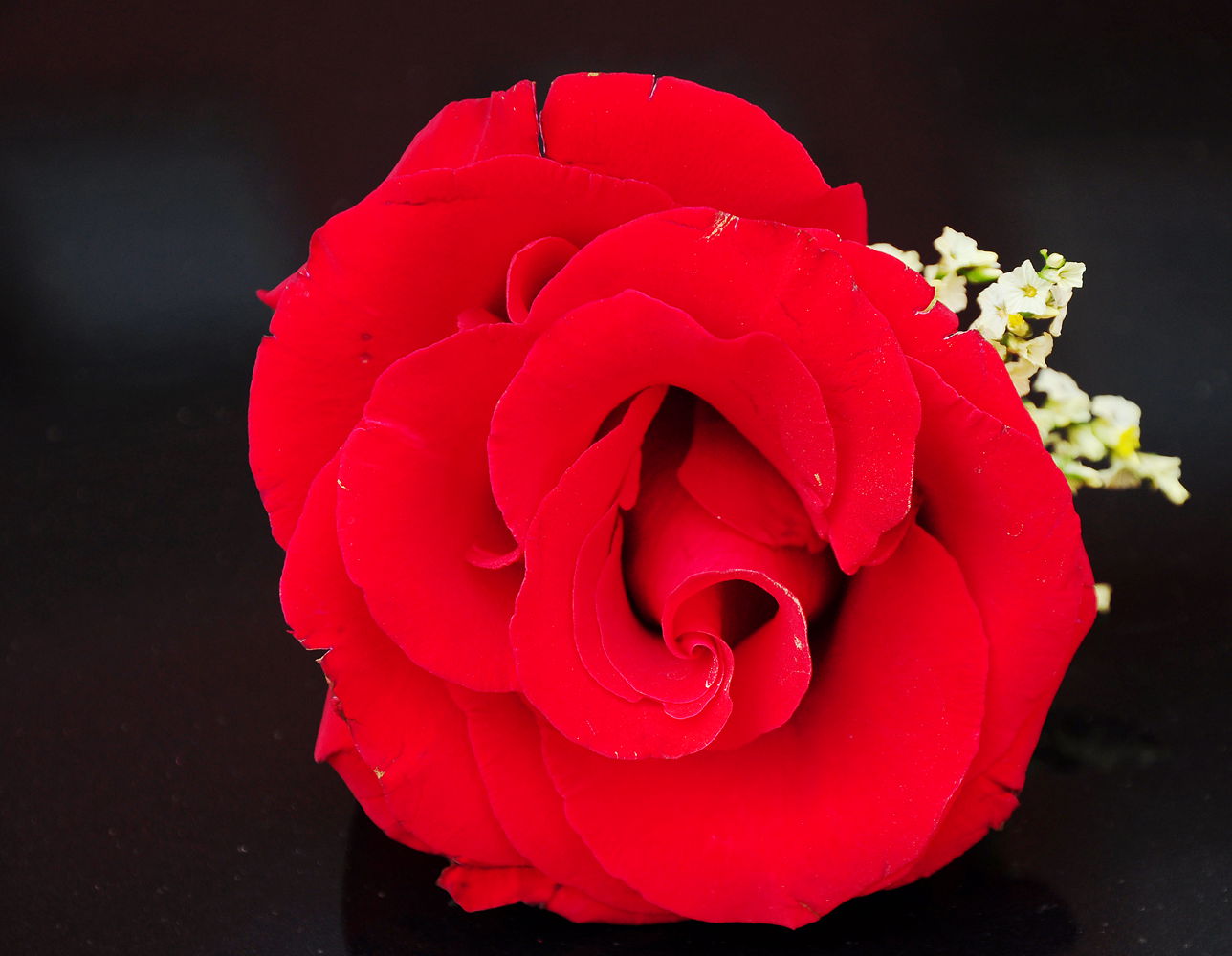 DSC_3511_.jpg