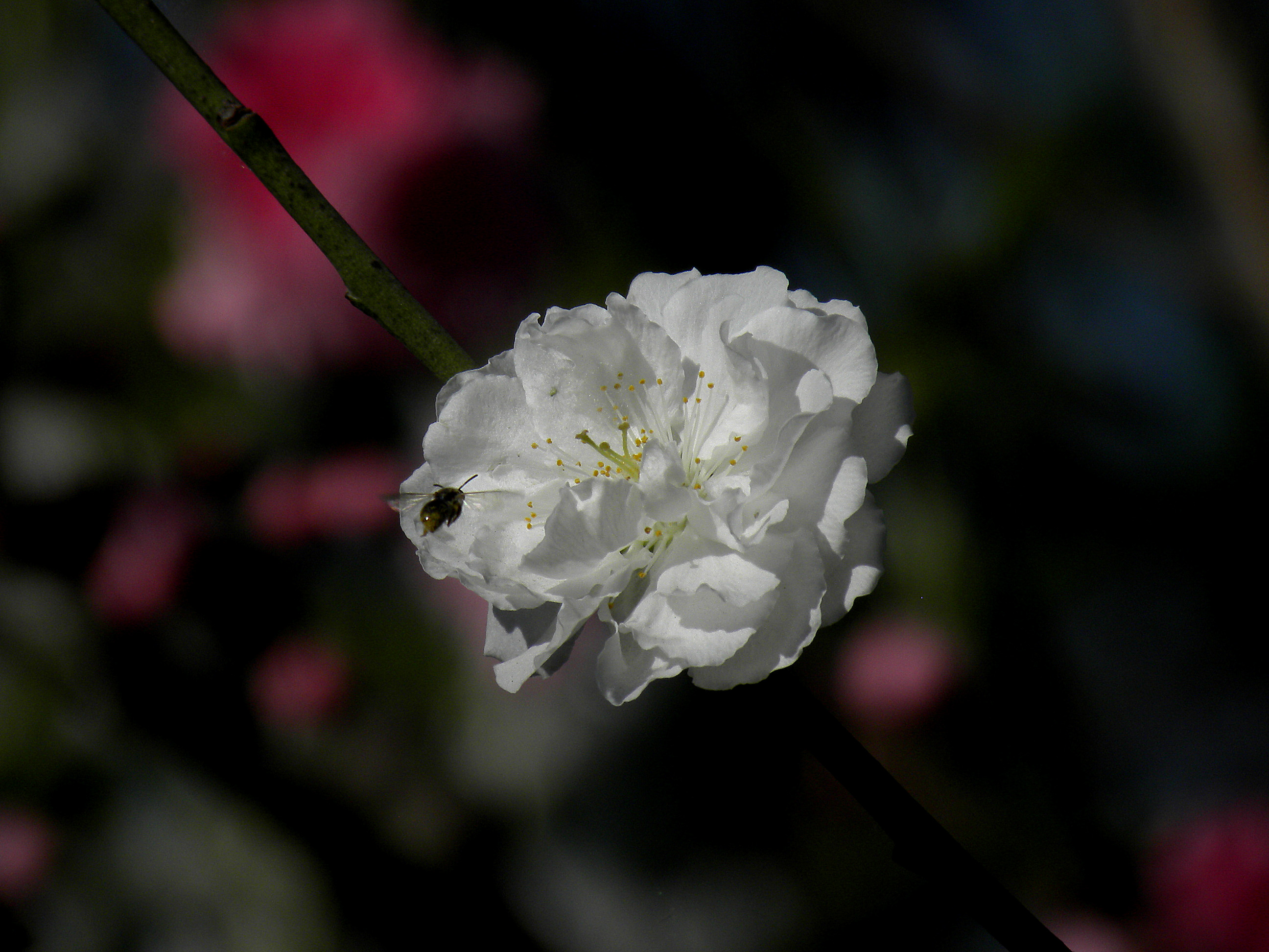 DSCN2881_.jpg
