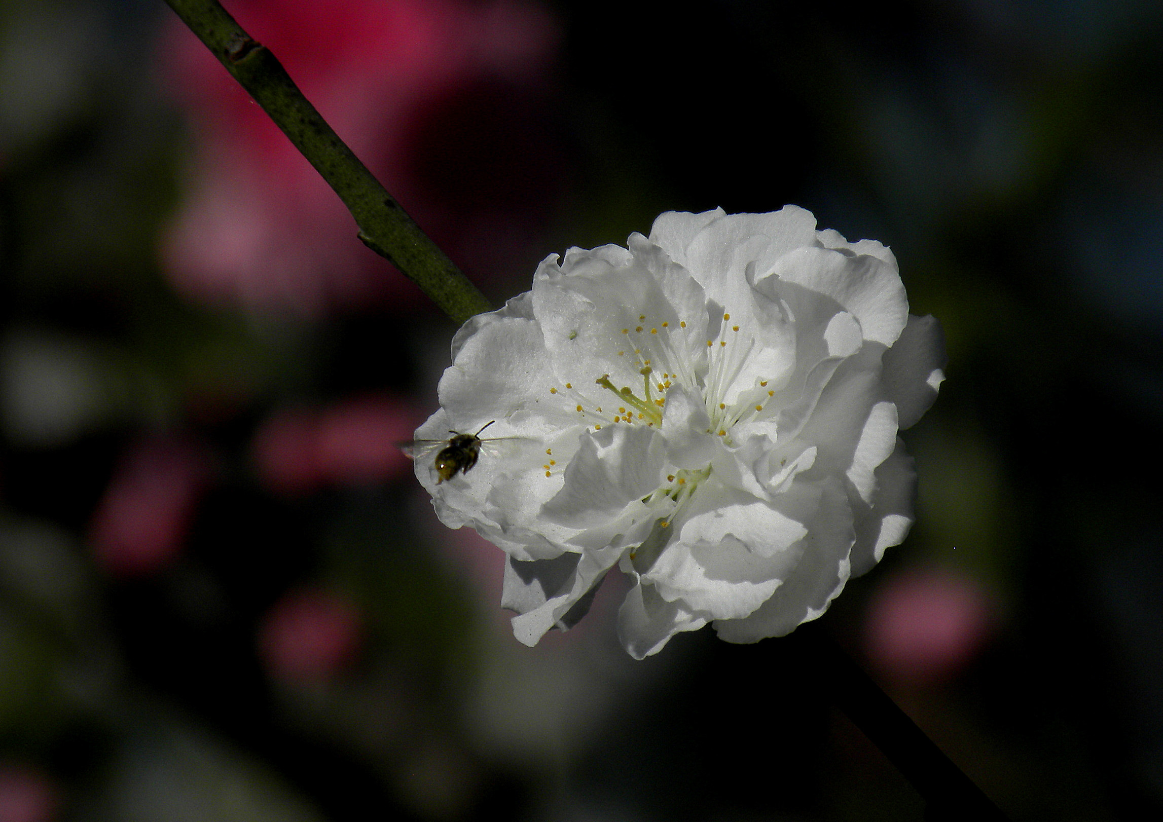 DSCN2881__.jpg